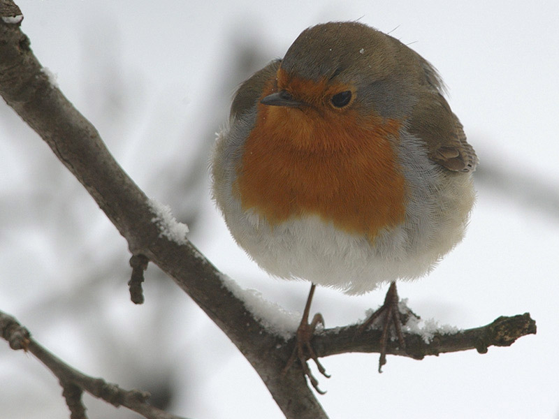 Pettirosso - Erithacus rubecula